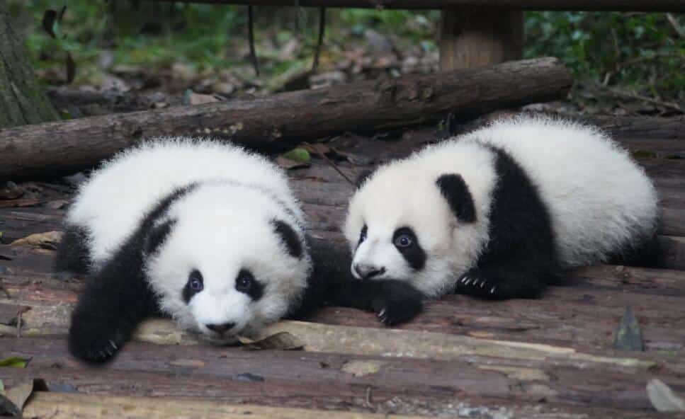 Southwest China's Chengdu requires new vehicles used for ride-hailing to be NEVs