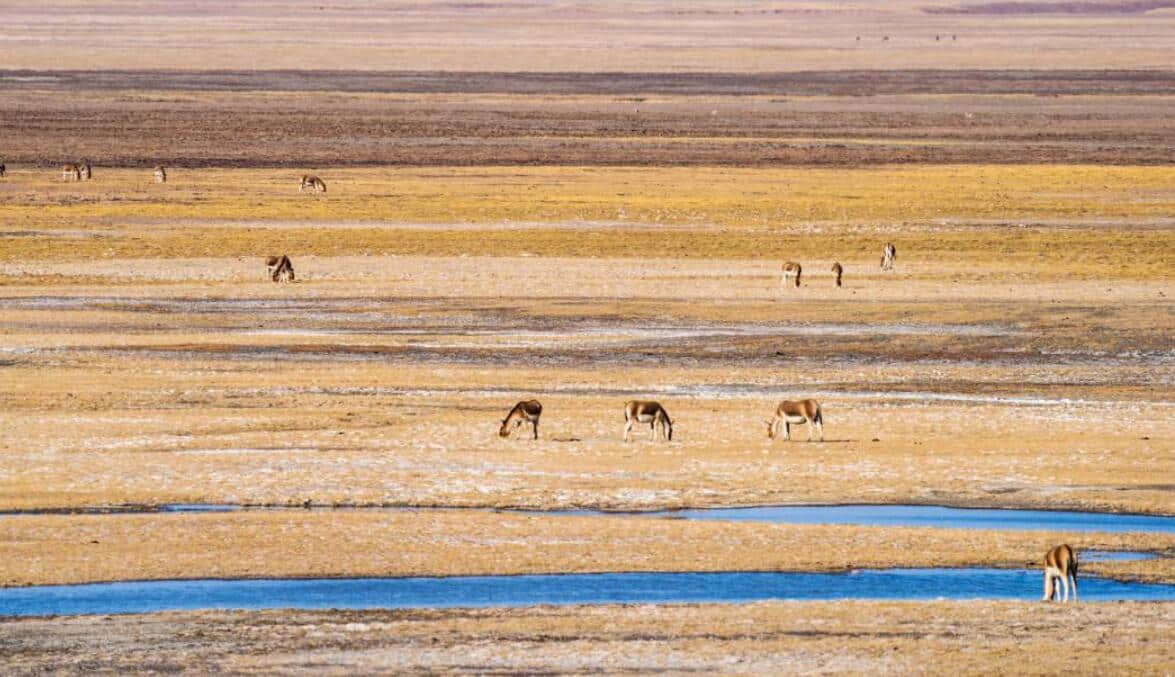 Nio offers support for construction of national park in China