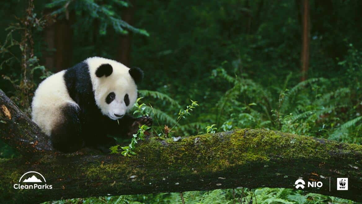 Nio reaches strategic partnership with WWF on protecting national parks