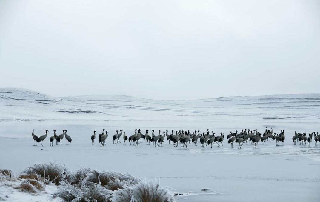 UN development arm becomes Nio's partner on Clean Parks initiative