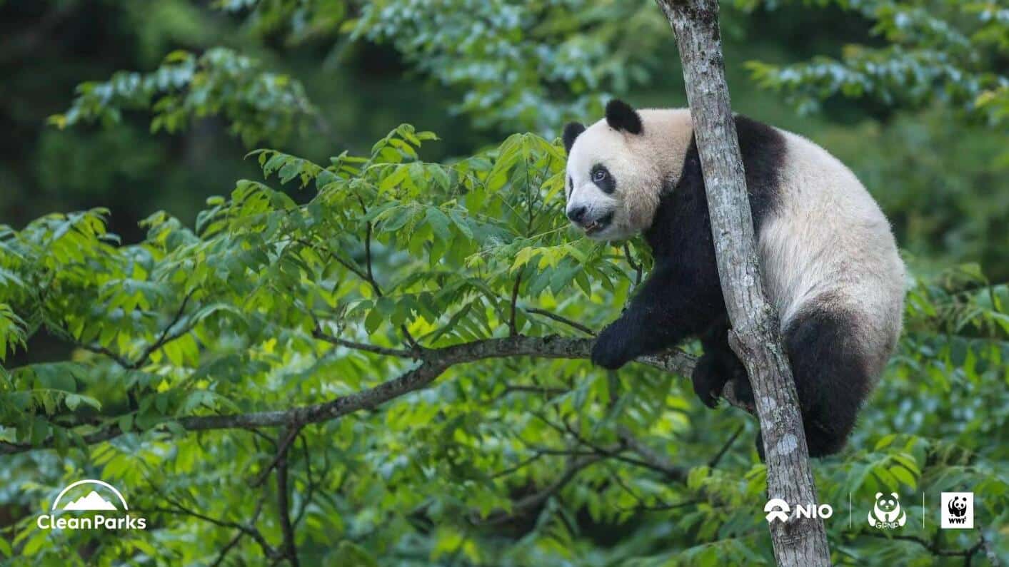 Nio partners with China's Giant Panda National Park in Clean Parks initiative