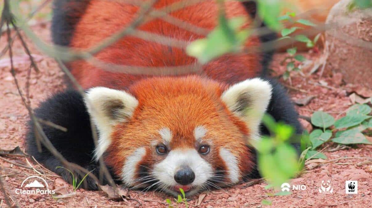 Nio partners with China's Giant Panda National Park in Clean Parks initiative